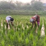 Jigawa Govt. Approves N1.6bn For Dry Season Agriculture Programme