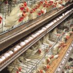 Poultry Industry Fastest Pathway to Food Security, Job Creation, Says PAN President